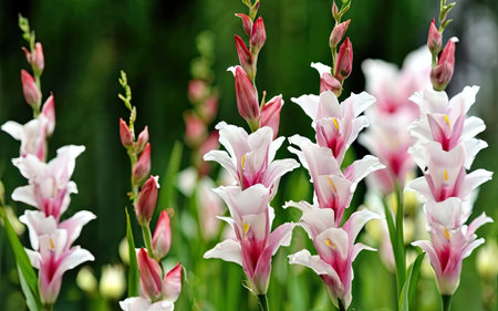 Pink and white flowers in the garden on a sunny summer day.の素材