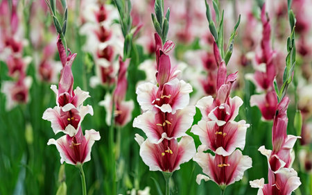 Beautiful gladiolus flowers blooming in the garden, close upの素材