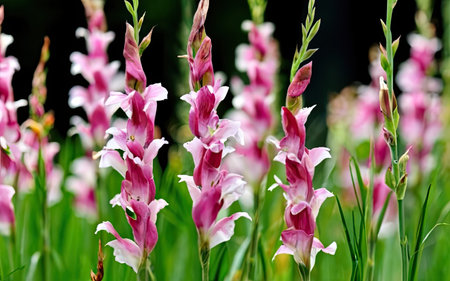 Close up of pink and white gladiolus flowers in the garden.の素材