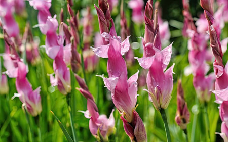 Beautiful pink iris flowers in the garden on a sunny dayの素材