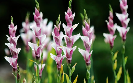 Gladiolus flower blooming in the garden, Thailand.の素材