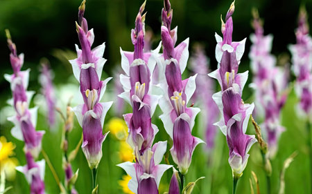 Close up of purple and white freesia flowers in bloom.の素材