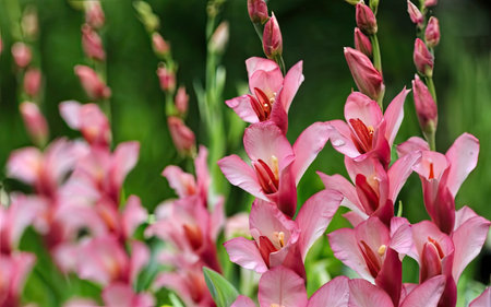 Pink gladiolus flowers close-up on a green background.の素材