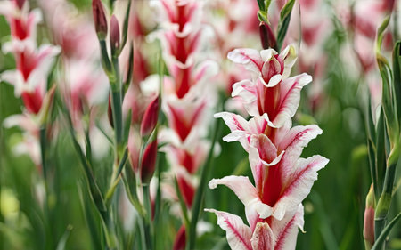 Pink and white freesia flowers on a green meadow.の素材
