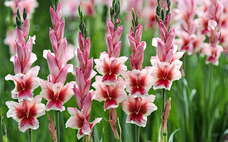Beautiful gladiolus flowers in the garden. Natural floral background.の素材