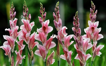 Beautiful pink and white lily flowers in the garden, stock photoの素材