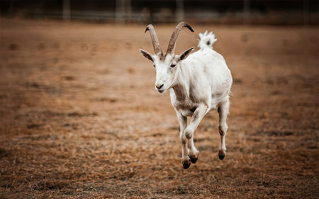 Goat on the farm. Goat in the farm. Goat in the farmの素材