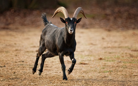 Goat (Capra aegagrus hircus)の素材