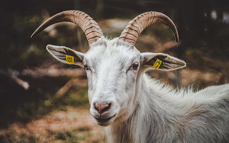 Portrait of a white goat with horns on the background of natureの素材