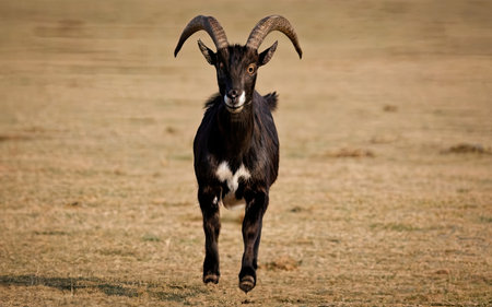 Mouflon in the savannah of Africa, Kenya, Africaの素材