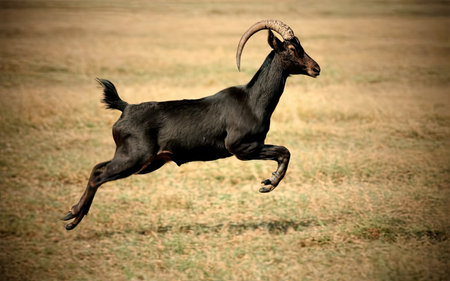 Goat running in the savannah of Africa, Kenya, Africaの素材