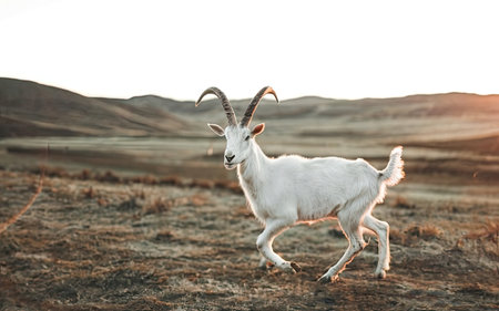 White goat with long horns on the background of the sunset in the mountainsの素材