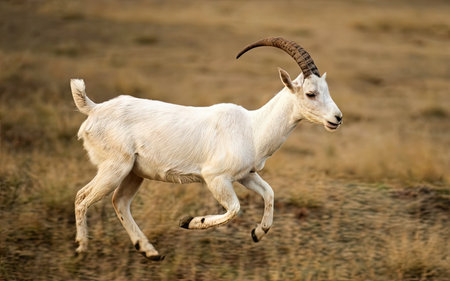 Goat running in the field. Wildlife scene from nature. Animal in freedom.の素材
