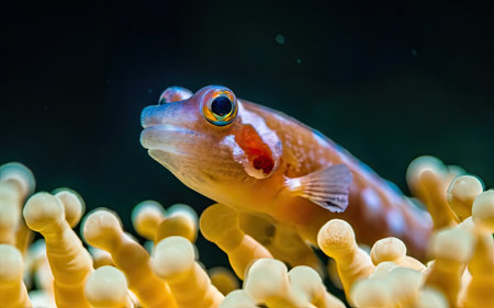 Close up of a colorful tropical fish swimming in the coral reef.の素材