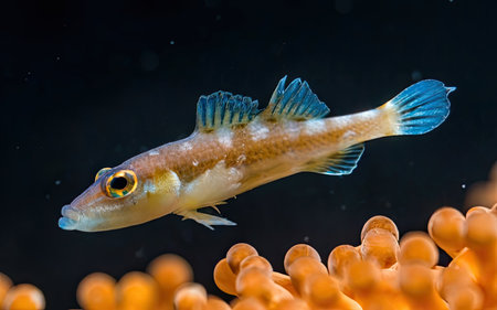 A closeup shot of a fish swimming in an aquarium with coralsの素材