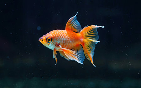 goldfish in the aquarium. goldfish on a dark background.の素材
