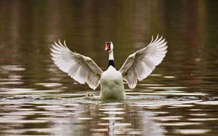 Mute swan on the lake with its wings outspread.の素材