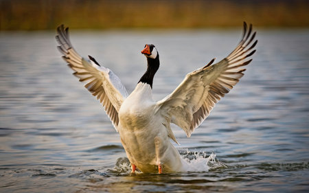 Beautiful white goose flying in the blue water of a lake.の素材