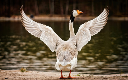 Portrait of a white goose with open wings on the lake.の素材