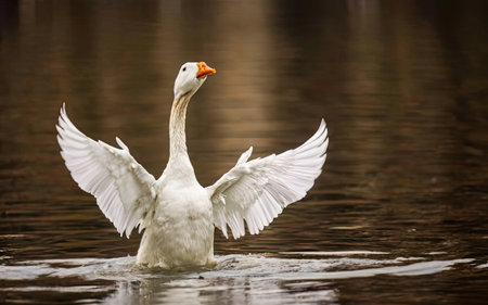 A white swan swimming in a lake, closeup of photoの素材