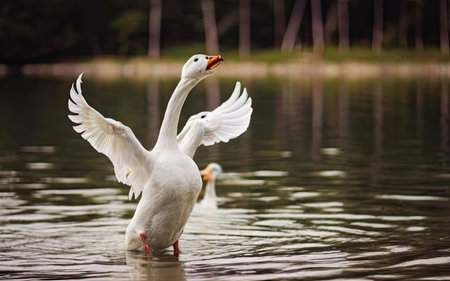 Two white swans swimming in the lake, one is spreading its wingsの素材