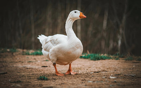 White swan on the farm. Beautiful domestic geese on the farm.の素材