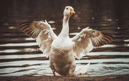 White goose on the lake in the morning. Close-up.の素材