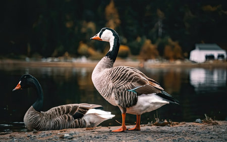 A pair of geese and ducks on the shore of a lakeの素材