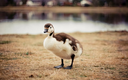 Cute little duckling standing on the grass near the lake.の素材
