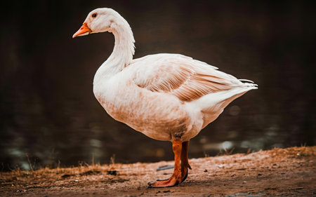 Beautiful white goose standing on the bank of the lake. Animalの素材