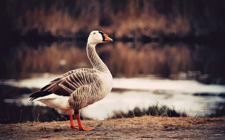 Beautiful gray goose standing on the bank of the lake. Toned.の素材