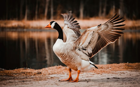 Goose on the shore of a lake in the autumn forest.の素材