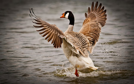 Goose flying in the air over the water with its wings spreadの素材