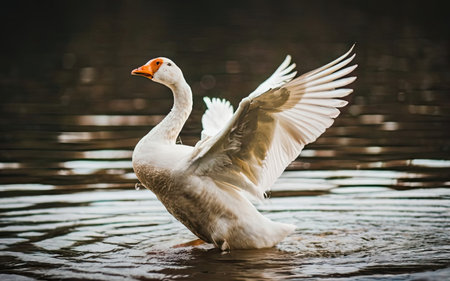 Beautiful white goose swimming in the lake on a sunny day.の素材