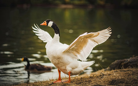 Beautiful white goose standing on the bank of a lake with black ducksの素材
