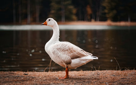 Beautiful white goose standing on the bank of a lake in the forestの素材