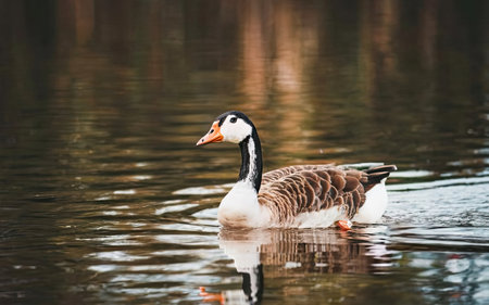 goose swimming on the lake in the autumn day. selective focusの素材