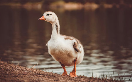 Portrait of a white goose standing on the shore of a lakeの素材