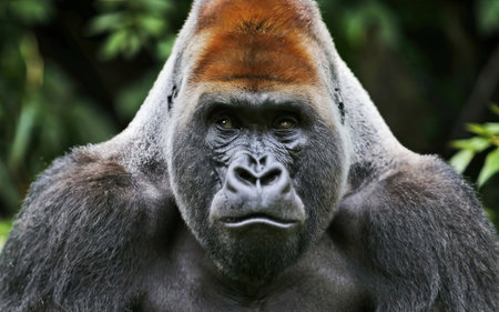 Lowland Gorilla (Gorilla gorilla gorilla gorilla gorilla)の素材