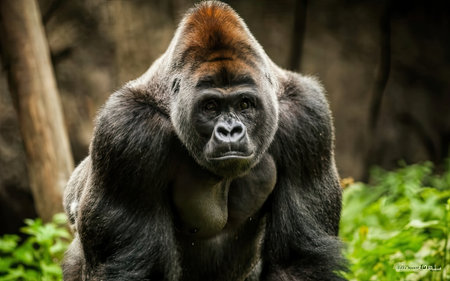 Portrait of a western lowland gorilla (Gorilla gorilla gorilla)の素材