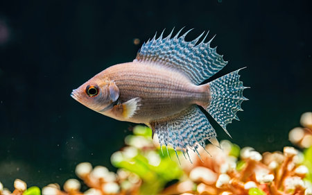 Siamese fighting fish (Betta splendens) in aquariumの素材