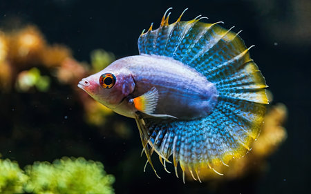 beautiful fighting fish in the aquarium. close-up of colorful fishの素材