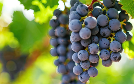 Ripe red wine grapes ready to be harvested in a vineyardの素材