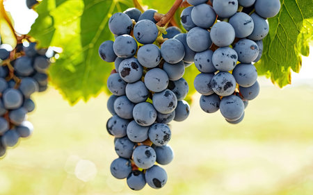 Ripe red wine grapes on vineyards in autumn harvest. Winemaking conceptの素材