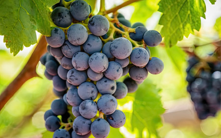 Ripe red wine grapes on vineyards in autumn harvest. Ripe red wine grapes on vineyards in autumn harvestの素材