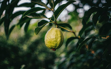 Guava fruit on the tree. Guava is a fruit of the guava family.の素材