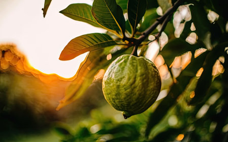 guava fruit on the tree in the garden with sunset background.の素材