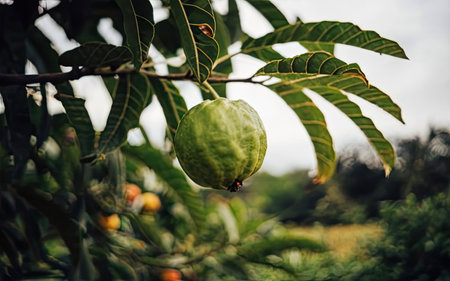 Guava fruit on the tree in the garden with nature background.の素材