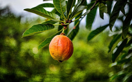 Close-up of mango fruit on tree in the orchard.の素材