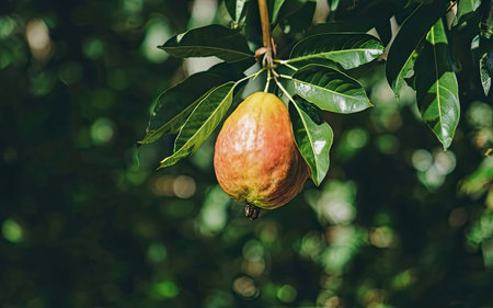 Ripe pomegranate fruit on a tree. Tropical fruitの素材